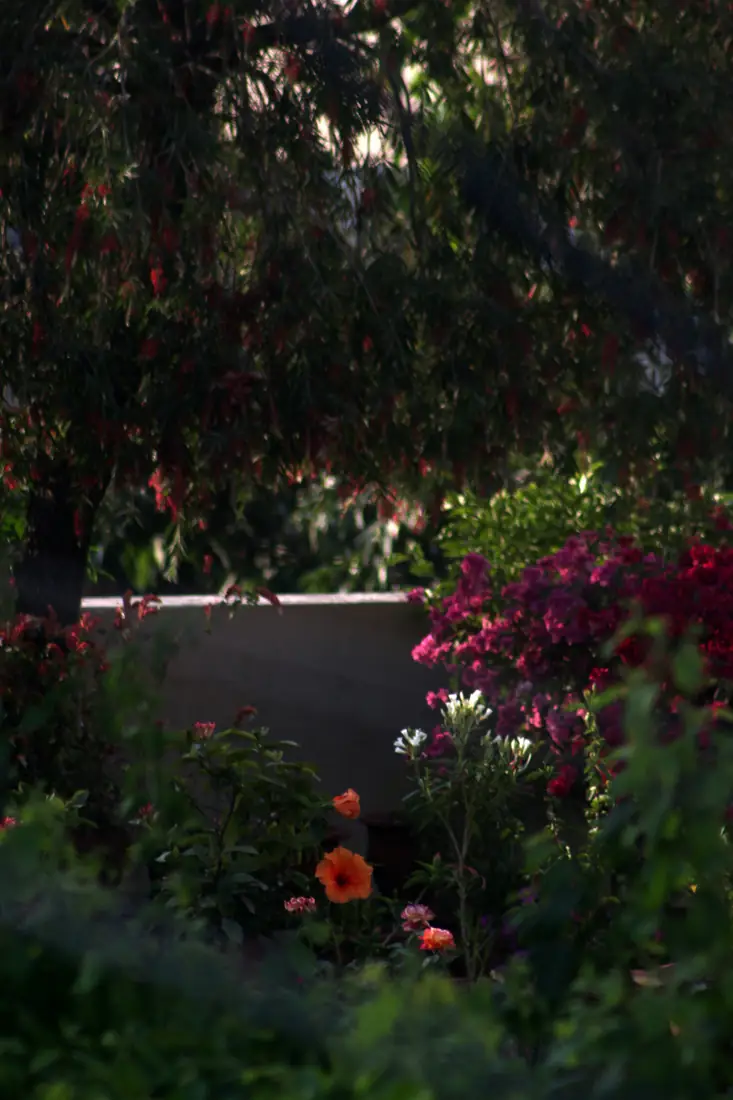 Soft garden flowers and greenery at a quiet retreat.