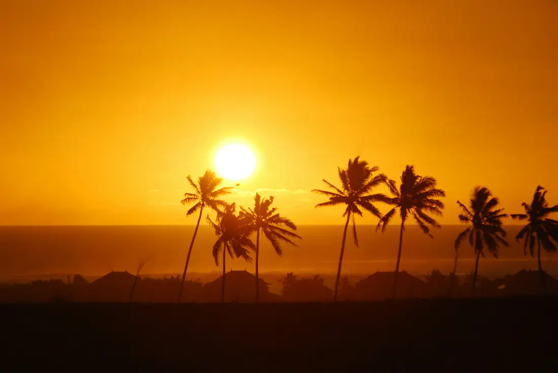 Palm trees silhouetted against a warm sunset sky.